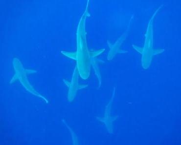 Nager avec des requins à Hawaï – une expérience unique!