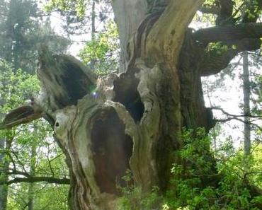 Projet 52: arbre