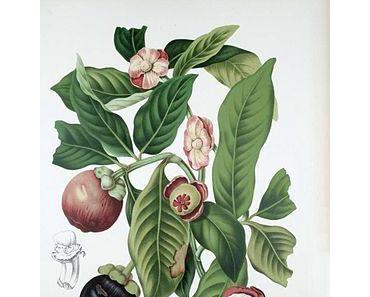 Mangoustan, roi des fruits, fruit des rois