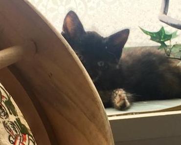 Friday Feelings #223