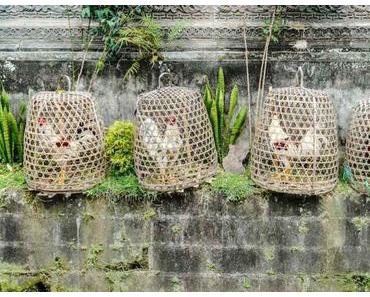 Le guide ultime pour visiter Ubud: que faire, où manger, où dormir ?