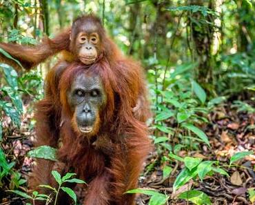 Escapade à Bornéo : une rencontre inoubliable avec les orangs-outans