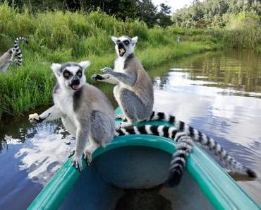 Découvrez les incontournables de l’Est malgache