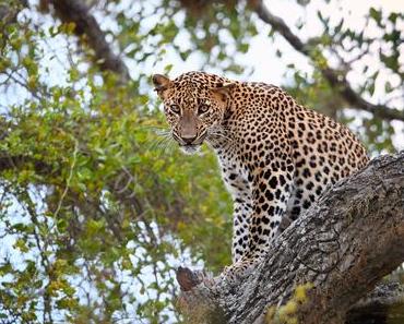 Voyage d’écotourisme au Sri Lanka