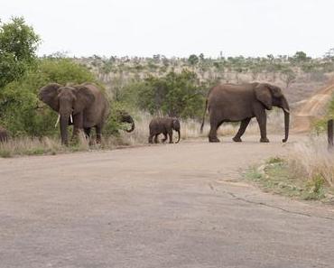 Road Trip en Afrique du Sud