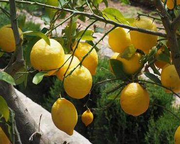 88 jours de ferme – Fruitpicking à Loxton