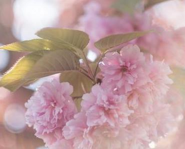 Fleurs de cerisier