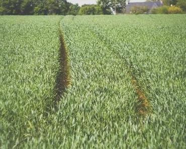 À 1 km de chez moi, dans ma campagne bretonne.