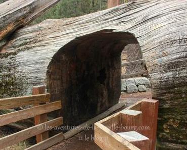 Sequoia National Park : General Sherman Tree