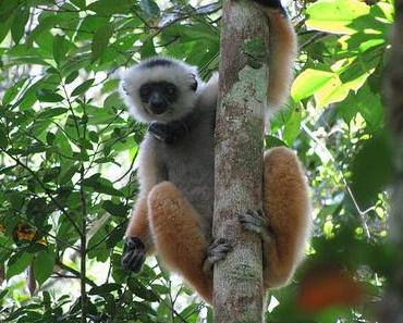 Voyage écotouristique à Madagascar : 3 sites naturels à visiter absolument