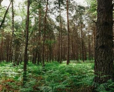 Fontainebleau :  Les Gorges d’Apremont
