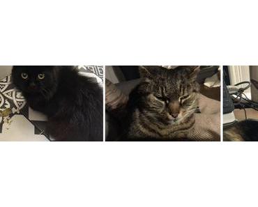 Le syndicat des chats