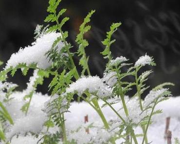 Silent sunday #5 jour de neige