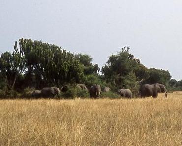 Tembo !