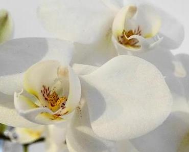 White silent sunday # 9