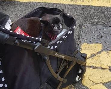 12 avril – Les chiens en poussettes