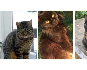 Projet 52: les animaux de la maison