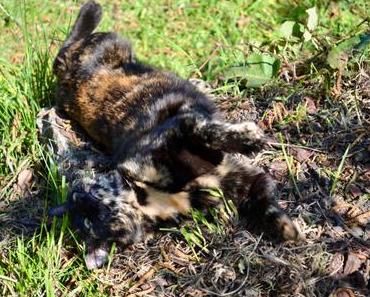 Projet 52: sur l’herbe