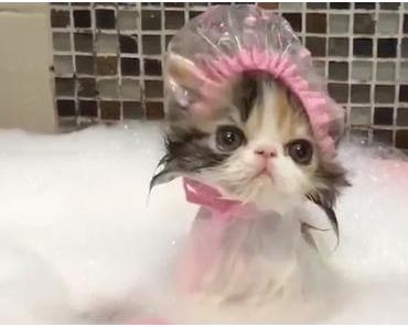 Le shampoing solide