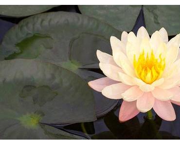 Fleur De Lotus : Signification, Origine & Symbolique